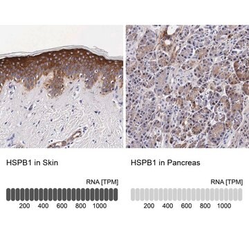 Anti-HSPB1 antibody produced in rabbit Prestige Antibodies&#174; Powered by Atlas Antibodies, affinity isolated antibody, buffered aqueous glycerol solution