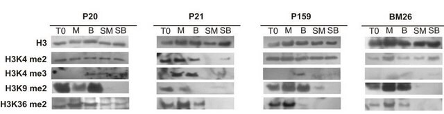 Anti-dimethyl-Histone H3 (Lys36) Antibody serum, Upstate&#174;