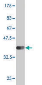 Monoclonal Anti-DLL1 antibody produced in mouse clone 4F9, purified immunoglobulin, buffered aqueous solution