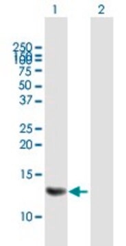 Anti-MRPS6 antibody produced in mouse purified immunoglobulin, buffered aqueous solution