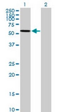 Anti-ARSA Mouse pAb liquid, Calbiochem&#174;