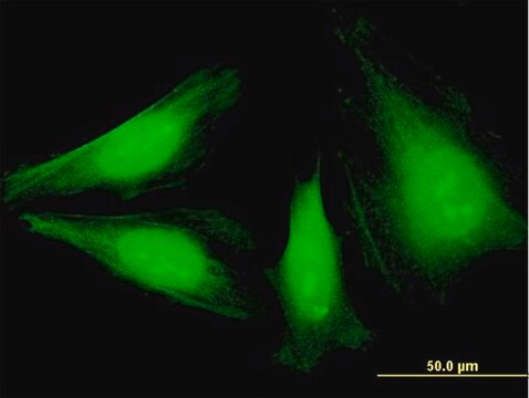 Monoclonal Anti-NEK6 antibody produced in mouse clone 3B5, purified immunoglobulin, buffered aqueous solution