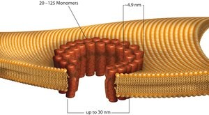 Streptolysin O from Streptococcus pyogenes &#8805;1,000,000&#160;units/mg protein, recombinant, lyophilized powder, expressed in E. coli 