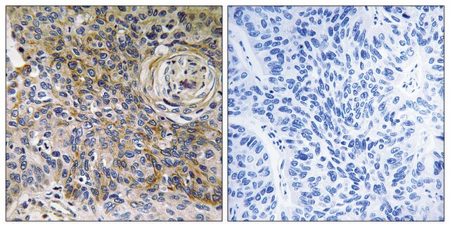 Anti-CD147, C-Terminal antibody produced in rabbit affinity isolated antibody