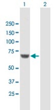 Anti-CPNE1 antibody produced in mouse purified immunoglobulin, buffered aqueous solution