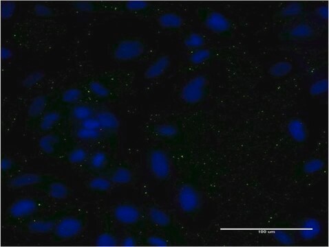 Monoclonal Anti-APOC3, (C-terminal) antibody produced in mouse clone 8H7, purified immunoglobulin, buffered aqueous solution