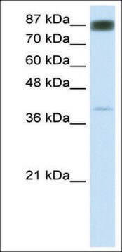 Anti-NFATC4 (AB1) antibody produced in rabbit affinity isolated antibody