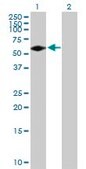 Anti-FGR antibody produced in mouse purified immunoglobulin, buffered aqueous solution