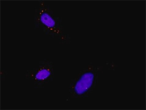 Anti-PDPK1 antibody produced in mouse purified immunoglobulin, buffered aqueous solution