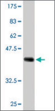 Monoclonal Anti-ARIH2 antibody produced in mouse clone 1C3, ascites fluid