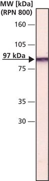 Monoclonal Anti-Gelsolin antibody produced in mouse clone GS-2C4, ascites fluid