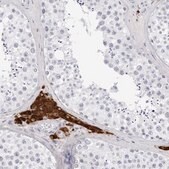 Anti-INSL3 antibody produced in rabbit Prestige Antibodies&#174; Powered by Atlas Antibodies, affinity isolated antibody, buffered aqueous glycerol solution