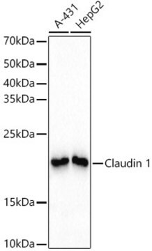 Anti-Claudin 1 Antibody, clone 1F8U5, Rabbit Monoclonal