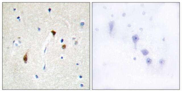 Anti-HAIR antibody produced in rabbit affinity isolated antibody