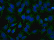 Anti-&#946;-Tubulin I antibody, Mouse monoclonal clone SAP.4G5, purified from hybridoma cell culture