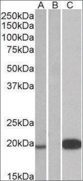 Anti-UCN3 antibody produced in goat affinity isolated antibody, buffered aqueous solution