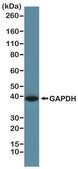 Anti-GAPDH antibody, Rabbit monoclonal recombinant, expressed in HEK 293 cells, clone RM114, purified immunoglobulin