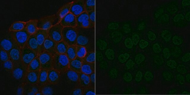 Anti-IGF-I Antibody, clone Sm1.2, Alexa Fluor&#8482; 488 Conjugate clone Sm1.2, from mouse, ALEXA FLUOR&#8482; 488