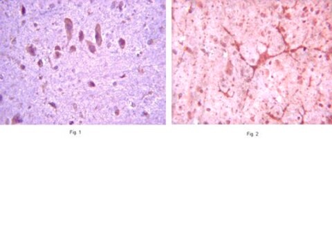 Anti-mGluR8 Antibody serum, from guinea pig