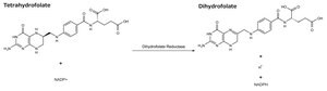 Dihydrofolate Reductase human &#8805;80% (SDS-PAGE), recombinant, expressed in E. coli, &#8805;1&#160;units/mg protein