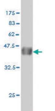 Monoclonal Anti-CDX4 antibody produced in mouse clone 2G12, purified immunoglobulin, buffered aqueous solution