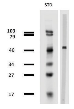 Monoclonal Anti-betaTubulin antibody produced in mouse clone TU-13