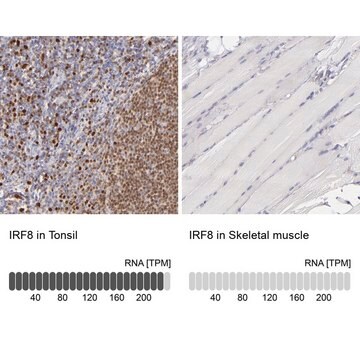 Anti-IRF8 antibody produced in rabbit affinity isolated antibody, buffered aqueous glycerol solution