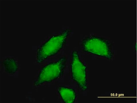 Anti-WNT3A antibody produced in mouse IgG fraction of antiserum, buffered aqueous solution