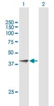 Anti-KLK5 antibody produced in mouse purified immunoglobulin, buffered aqueous solution