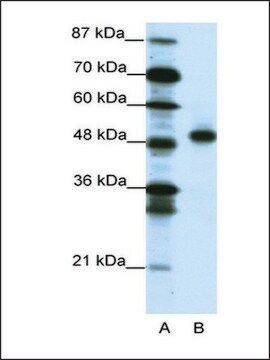 Anti-MEOX2 (AB3) antibody produced in rabbit IgG fraction of antiserum