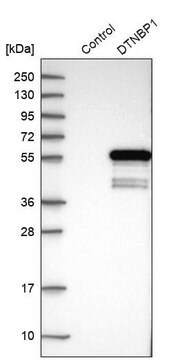 Anti-DTNBP1 antibody produced in rabbit Prestige Antibodies&#174; Powered by Atlas Antibodies, affinity isolated antibody, buffered aqueous glycerol solution, ab3