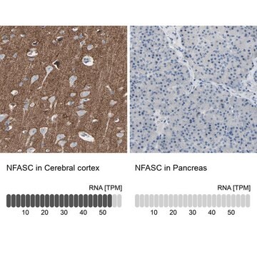 Anti-NFASC antibody produced in rabbit Prestige Antibodies&#174; Powered by Atlas Antibodies, affinity isolated antibody, buffered aqueous glycerol solution