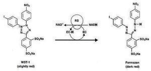 Cell Proliferation Kit II (XTT) liquid, pkg of 1&#160;kit, suitable for cell analysis, suitable for tissue culture