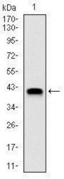 Monoclonal Anti-NEDD8 antibody produced in mouse clone 1A7, purified immunoglobulin, buffered aqueous solution