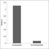 Anti-phospho-C-RAF (pSer642) antibody produced in rabbit affinity isolated antibody