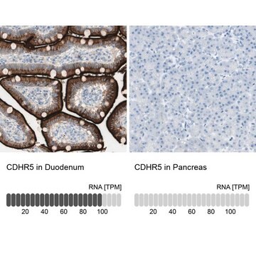 Anti-CDHR5 antibody produced in rabbit Prestige Antibodies&#174; Powered by Atlas Antibodies, affinity isolated antibody, buffered aqueous glycerol solution