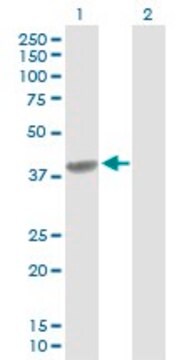 Anti-C4BPB antibody produced in rabbit purified immunoglobulin, buffered aqueous solution