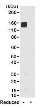 Anti-Rabbit IgG Fab antibody, Goat monoclonal recombinant, expressed in HEK 293 cells, clone RMG01, purified immunoglobulin