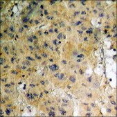 Anti-phospho-HDAC3 (pSer424) antibody produced in rabbit affinity isolated antibody