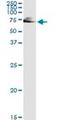 Monoclonal Anti-IMPDH2 antibody produced in mouse clone 1E12-B6, purified immunoglobulin, buffered aqueous solution