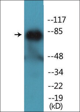 Anti-phospho-PECAM-1 (pTyr713) antibody produced in rabbit affinity isolated antibody