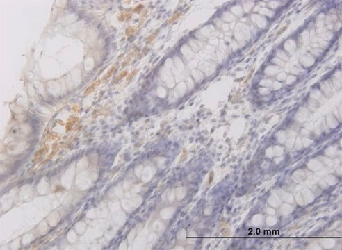 Monoclonal Anti-RAB42 antibody produced in mouse clone 3A2, purified immunoglobulin, buffered aqueous solution