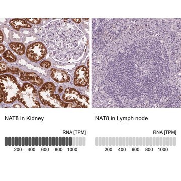 Anti-NAT8 Prestige Antibodies&#174; Powered by Atlas Antibodies, affinity isolated antibody