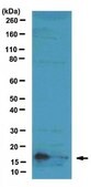 Anti-Histone H3 Antibody (Dimethyl K9, Phospho S10), clone 6HH3-2C5 ascites fluid, clone 6HH3-2C5, from mouse
