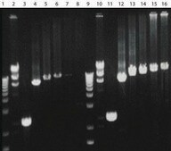 AccuTaq&#8482; LA DNA Polymerase High fidelity Taq enzyme, with 10X buffer &amp; DMSO