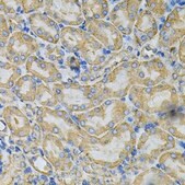 Anti-HSP90AB1 antibody produced in rabbit