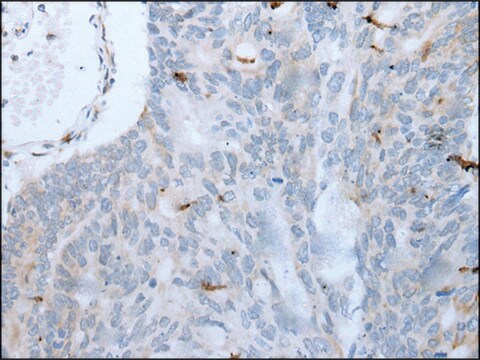 Anti-GKN1 affinity isolated antibody
