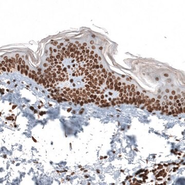 Anti-ZNF266 antibody produced in rabbit Prestige Antibodies&#174; Powered by Atlas Antibodies, affinity isolated antibody, buffered aqueous glycerol solution