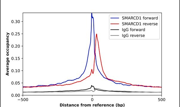 Anti-SMARCD1 antibody produced in rabbit Prestige Antibodies&#174; Powered by Atlas Antibodies, affinity isolated antibody, buffered aqueous glycerol solution