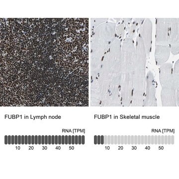 Anti-FUBP1 antibody produced in rabbit Prestige Antibodies&#174; Powered by Atlas Antibodies, affinity isolated antibody, buffered aqueous glycerol solution